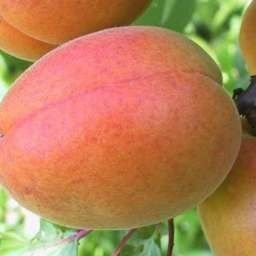 Сорт абрикоса краснощекий