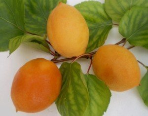 Сорта абрикосов