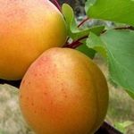 Абрикос Медовый: описание фруктового сорта, основные характеристики и отзывы о выращивании