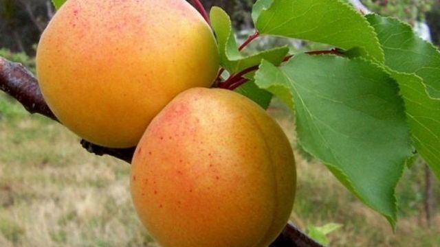 Абрикос Медовый: описание сорта, характеристика, отзывы о выращивании, урожайность, посадка и уход за фруктовым деревом