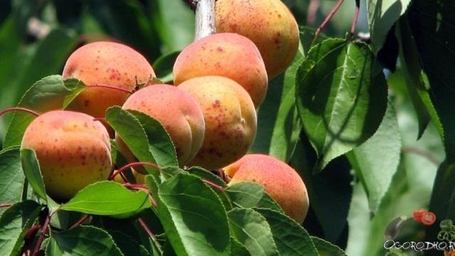 Характеристика и правила выращивания абрикоса Сын Краснощёкого