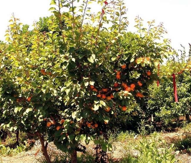 Сицилийский апельсин дерево