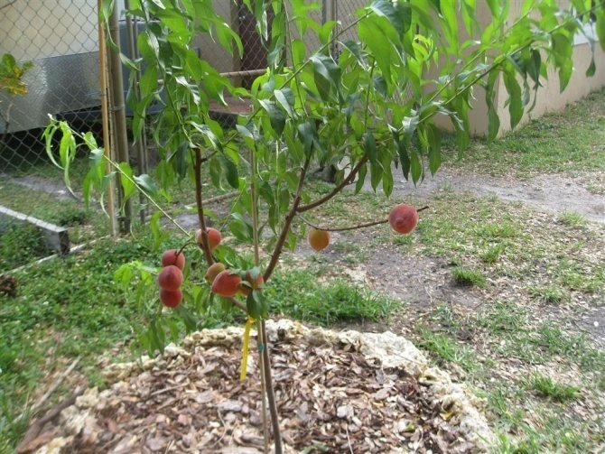 Саженец дерево персик нектарин