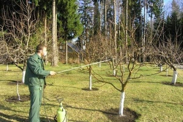 Опрыскивание деревьев дуб