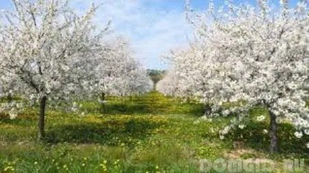 Цветущий яблоневый плодовый сад