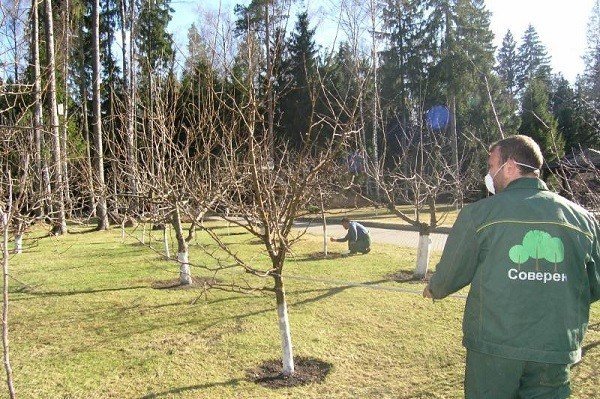 Обработка плодовых деревьев