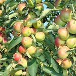 Колоновидная яблоня Память Блынского: фото и описание сорта, отзывы садоводов