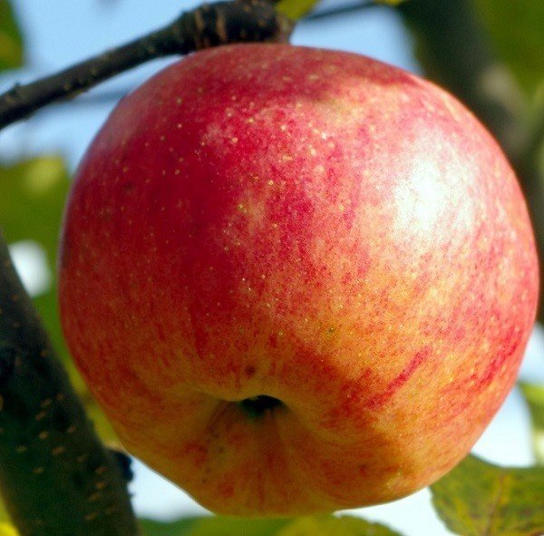 Сорт яблони аскольда