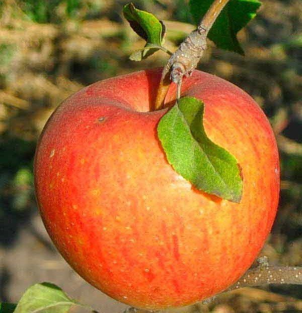 Сорт яблони пинова