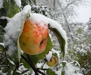 Яблоки антоновка на первом снегу