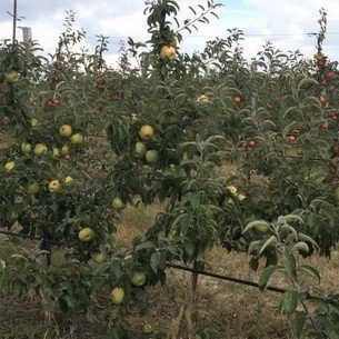 Сад-гигант яблоки симиренко