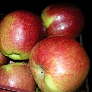 Сорт яблок анисик омский
