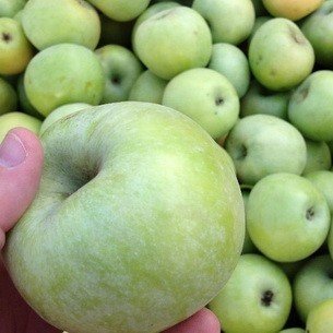 Сорт яблок антоновка