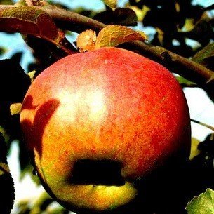 Сорт яблони карамелька