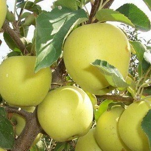 Яблоня голден делишес выращивание