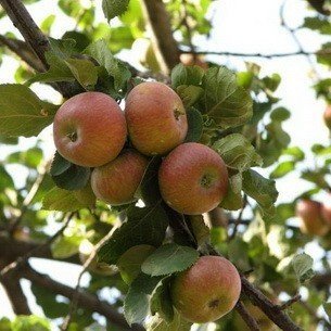 Яблоня сорт медуница