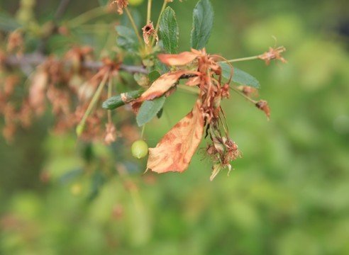 Монилиоз листьев вишни