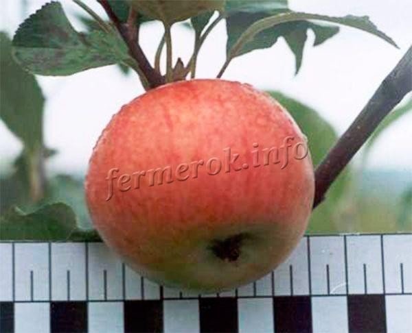 Антоновка яблоня