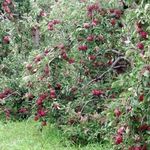 Описание сорта яблони Медуница — особенности, правила посадки и ухода, сбор урожая фото