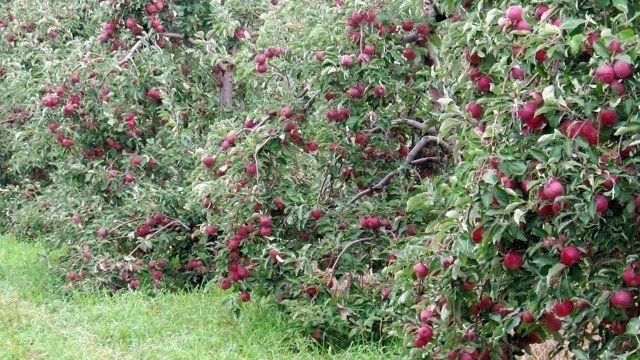 Описание сорта яблони Медуница — особенности, правила посадки и ухода, сбор урожая фото