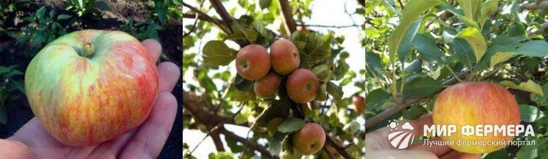 Сорт яблони медуница