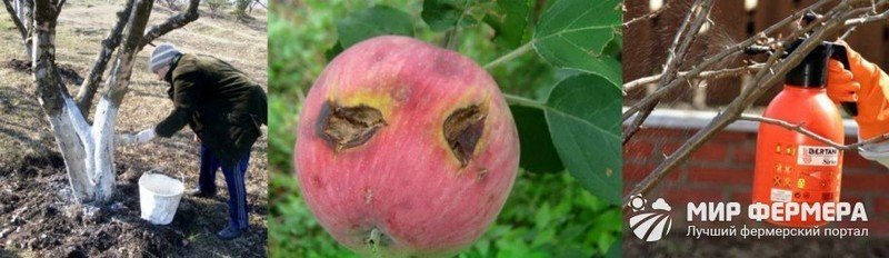 Яблоня устойчивая к парше