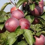 Описание сорта яблони Спартан: фото яблок, важные характеристики, урожайность с дерева