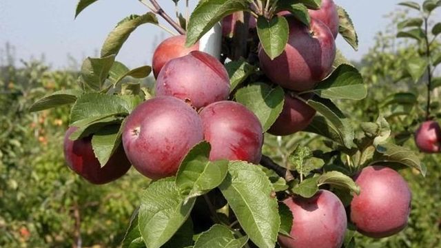 Описание сорта яблони Спартан: фото яблок, важные характеристики, урожайность с дерева