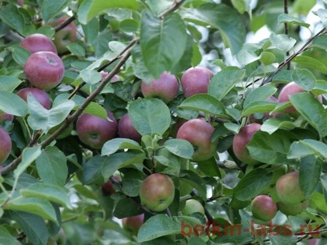 Яблоня богатырь полукарликовая