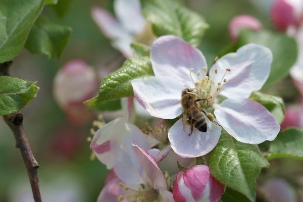 Дикая яблоня цветы баха