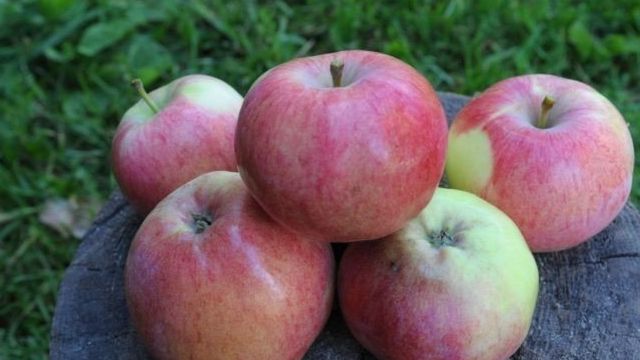 Описание яблони мельба