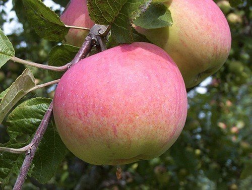 Сорт яблони дыямент