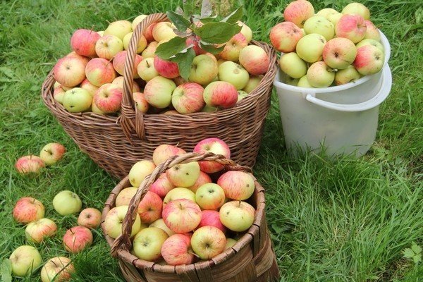 Урожай огород яблоки