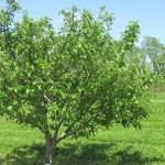 Описание яблони сорта Народное: характеристики, фото, отзывы садоводов