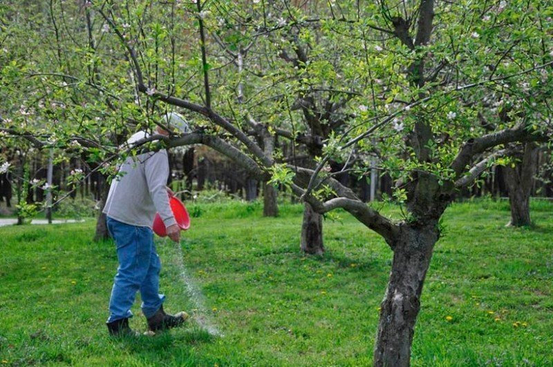 Кронирование яблони весной