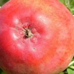 Особенности посадки яблони Мантет и ухода за ней