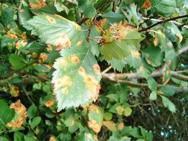 Болезни боярышника по листьям