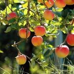 Подкормка молодых яблонь летом: чем подкормить молодняк летом