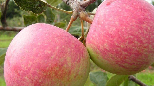 Полезная кислинка — все о выращивании яблони Боровинка