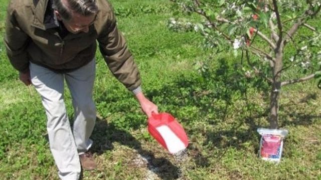 Сорт яблони «Старкримсон»: характеристика и агротехника выращивания