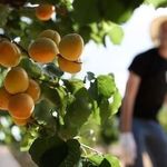 Выращивание абрикосов на Урале в открытом грунте, описание зимостойких сортов и уход
