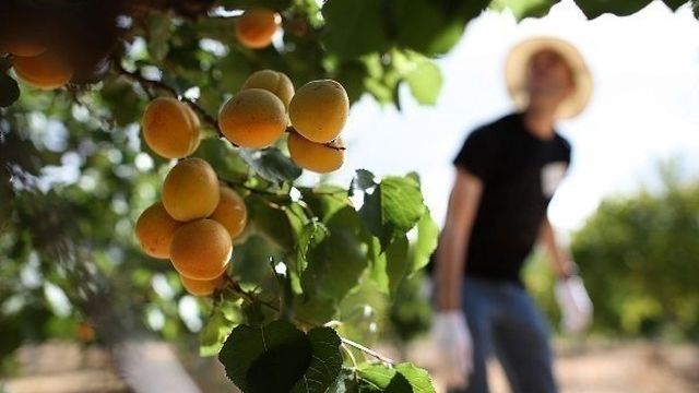 Выращивание абрикосов на Урале в открытом грунте, описание зимостойких сортов и уход