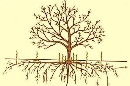 Схема строения плодового дерева