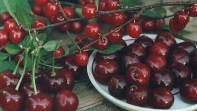 Сорта вишни для Урала и Сибири: описание 25 лучших, посадка и уход в открытом грунте
