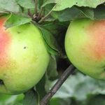 Яблоки Северный Синап – как вырастить устойчивый к холодам сорт?
