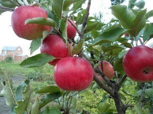 Яблоня колонновидная васюган