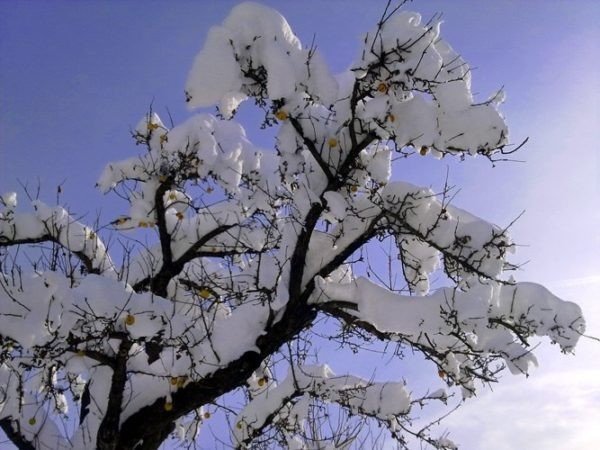 Белая акация дерево зимой