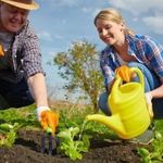 10 типов урожайных грядок: что выращивать и как сделать?