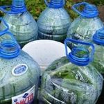 Как правильно посадить и выращивать огурцы в 5-литровых бутылках