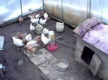 Курицы в теплице зимой без отопления